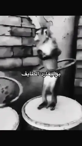 #السعودية #الطائف #قرود الطائف# 