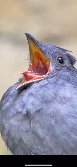 The screaming Piha, this bird has one of the loudest calls in the animal kingdom! 🐦  #nature #naturephotography #wild #wildlife #wildlifeplanet #wildlifephotography #wildlifeconservation #earth #planet #planetearth #photooftheday #globalwarming #conservation #deforestation #Love #beautifulnature #endangered #beautiful #stophunting #animal #animalkingdom #followme #instagood #endangeredanimal #wildlifeisearth #piha 