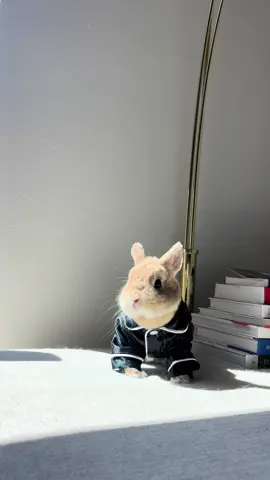 Me and the PJ 🧤👕🩲#bunnydayoff #bunny#orangebunny #fashionista #rabbitsofinstagram #netherlanddwarfbunny #california #vogue #pets #animals #animalovers #petmodel #losangeles #rabbits #StreetFashion #petinfluencer #cosmetics #cute #bunniesofinstagram #viral #OOTD #bunnyrabbit #petvlog #Vlog #lifestyleblogger 
