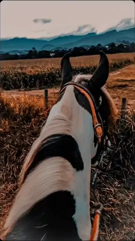 Madre soltera #lostucanesdetijuana#fyp#musicaa02 