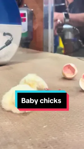 So cute!! Just hatched baby chicks 