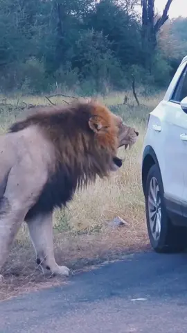 #wildlife #attack #lion #africa #leopard #hyena 