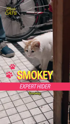 Meet Smokey in Bed-Stuy #cats #bodegacat #bodega #nyc #brooklyn 