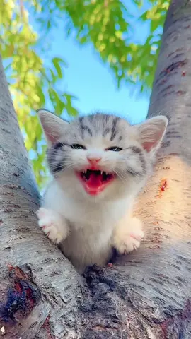 Had enough play..#pets #cats #catsoftiktok #funny #cute #foryou 