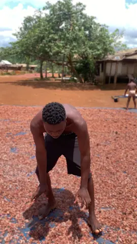 Cocoa price #fyp #viral #tokossbread #peller #cocoaprice