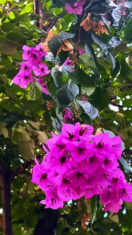 #CapCut #adalar #buyukada🇹🇷❤️🌴 #buyukada #heybeliada #islands #istanbulislands #princesislands #istanbul #turkiye #turkey #holiday #holidayvibes #marmarasea 