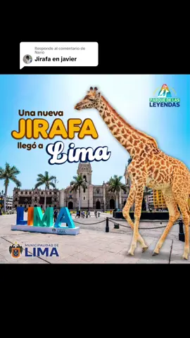 Respuesta a @Nano Nuestra nueva jirafa visitó alguno de los lugares más emblemáticos de Lima y la pasó increíble. 🦒🫶🏽 #ParqueDeLasLeyendas #Jirafa #Llegada #Zoo #Lima 
