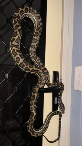 You come home and find this on your front door. Whats your next move?  #carpetpython #snakesoftiktok #python #snakes 