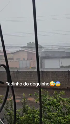 muita chuva em RR #chuva #temporal #roraima #doguinho #videoengracado #fyyyyyyyyyyyyyyyy 