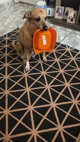 Só pensa em comer😂.                  #cachorrocaramelo #cachorro 