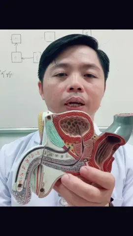 GP hệ sinh dịc Nam (p2)@ —————————— #thaygiaoaoxanh_79  #hocycogivui  #xuhuong  #thinhhanh  #fyp  @Dinh Nguyen 