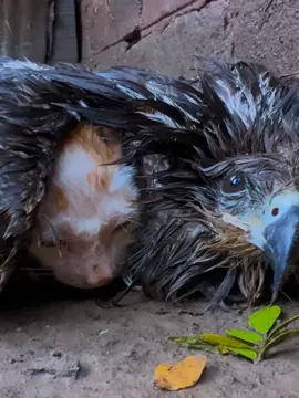 This falcon was abandoned and in its wings was an abandoned cat, both were rescued and are doing well. 🥺❤️ #seresdeluz #emocionante #animals #resgateanimal #animalrescue #rescue #viral 