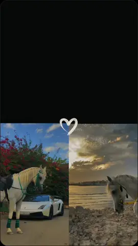 🎧🖤 صور خلفيات فخمه بدويه صور خلفيات فخمة حصان صور خلفيات فخمه 8kصور ركوب الخيل كانها لك صور خلفيات فخمه بدويه صور للخيل مع فتاة صور احصنة فيديو احترافي capcut روابط cap cut جاهزه للتصميم فيديو احترافي كيفية استخدام قوالب capcutقوالب طويلة المدة 50اجمل القوالب للصور قوالب cap cut للصور صور خلفيات فخمة حصان #خيول #اناشيد #اغاني #كاب كيت #تابعني #متابعة #فولو #ترند #اكسبلور #fyp #foryou #CapCut 