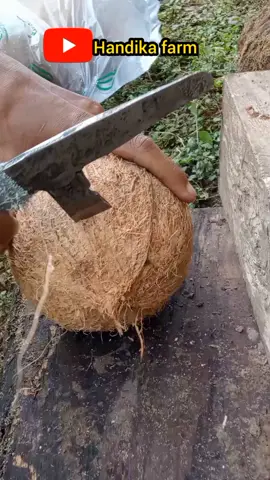 solusi mengeluarkan kelapa dari batoknya #alatpengupasbatokelapa #alatkupaskelapa #pisaukupasbatokkelapa 