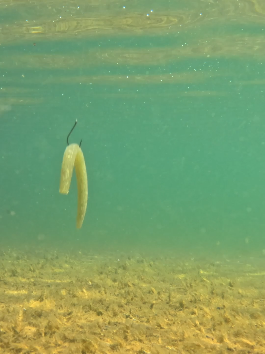 Wacky Rig Senkos straight up catch fish anywhere anytime! Try them if you haven't! 🎣 Have fun fishing everyone! #fish #fishinglife #bassfishinglife #largemouthbassfishing #freshwaterfishing #fishingtiktoks #bassfishingtiktok #wackyrig #wackyrigsenko #gopro #fypage #fyp #fishtok