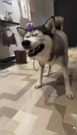 Hahaha. #dog #pet #husky #cute #sneeze #funny#funnyvideos #hahaha #fyp #foryou