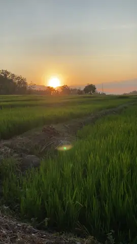 Matahari terbenam atau swastamita adalah waktu di mana matahari menghilang di bawah garis cakrawala di sebelah barat. Warna merah di langit pada waktu Matahari terbenam dan terbit disebabkan oleh kombinasi hamburan Rayleigh warna biru dan tingkat kepadatan atmosfer bumi. “Wikipedia” #nature #natural #sunset #sore #matahariterbenam #nuansaramadhan #ramadanvibes🌙 #beautifulsunset 