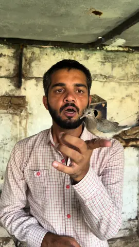 Wild Dove ka bacha pkr liya for hand tamming | diamond dove ny pala wild dove ka bacha | How to tame dove baby? | Hand tamed birds | Free fly tranning | Say Mashallah 😍 | Aj Pets #ahsanjutt #seeti #raju #shera #ajlpets #foryou #pigeon #kabootar #pets #birds #Love #tiktokviral #handtame #golumolu #dove #ajpets #badshah #mynatalkingbird #trending #mynabird #motupatlu #finches #crow #dontunderreviewmyvideo 