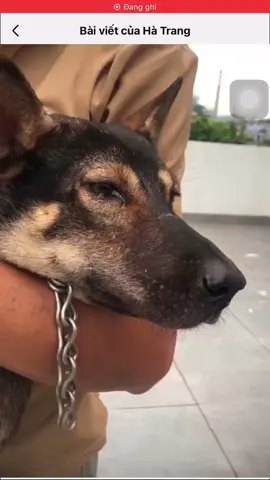 Trong khi lũ lụt về. Bạn Cún đã lạc mất gia đình của mình. Sau khi được 1 gđ tốt bụng đã đăng tìm. Và Cư dân mang chia sẻ. Bạn Cún đã tìm thấy chủ và đón e về. Khi gặp chủ e Cún đã khóc quá trời. Nhìn con khóc mà thương ạ. Sáng ra biết tin mình cũng thấy vui quá à