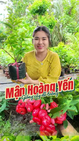 Mận Hoàng Yến giống  cây trồng chậu được và cho trái quanh năm. #huyenlinhgarden #vuacaygionghuyenlinh #manhoangyen