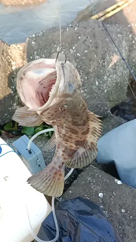 ikan tokek ges #kerapu #fyp #fishing 