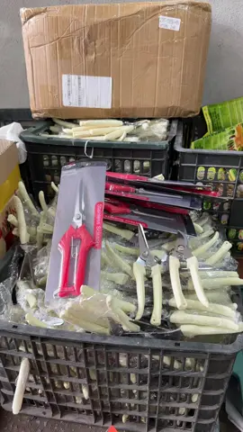 Bộ 3 dụng cụ cắt tỉa hoa cây cảnh : Kéo tỉa dăm - kéo cắt cành - kìm bấm cành chỉ 100k miễn ship#dungcubonsai 