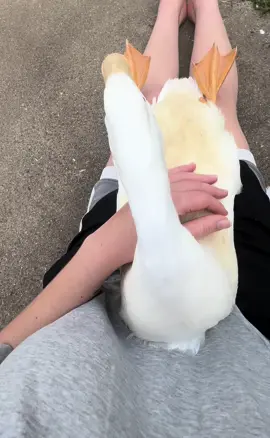 WHOS A GOOD DOG!?? #quack #fyp 