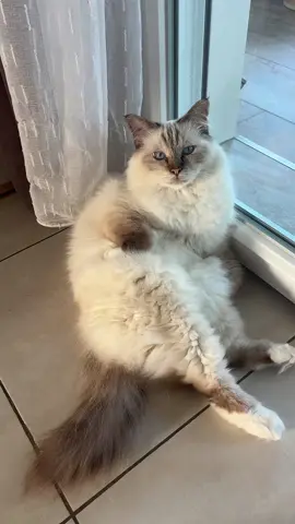 #sacré de Birmanie #orson 