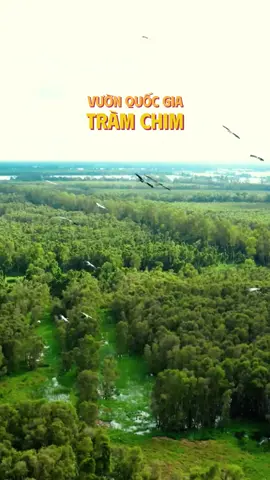 Vườn Quốc Gia Tràm Chim - Đồng Tháp #forest #nature #flycam #nguontiktok #vietnam