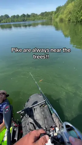 Pike are always hiding in the shallows and under trees #fishing #catchandrelease #lurefishing #fishingislife #nature  