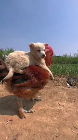 There is a dog riding on the chicken’s back #tiktok #fyp #foryou #animal #cute #dog 
