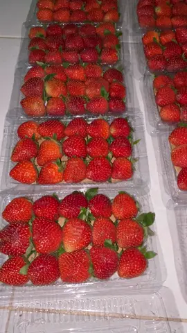 Strawberry Mika Sedang, jadi primadonya konsumen 🤤🍓 #strawberry #jualstrawberry #strawberryjogja #kulinerjogjamurah #StrawberryJumbo #strawberryjumbo #fypシ #fyp #strawberrymilk #strawberrycake #strawberryciwidey #strawberrycow 