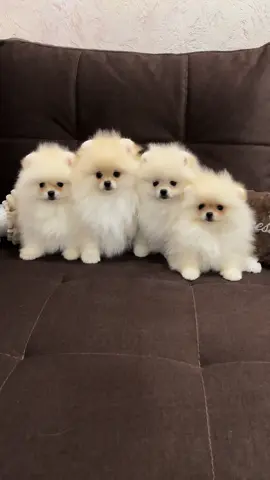 Very small babies🤩 Super type bear🐻 Harry up gays 🐶  #pomeranianpuppy #pom #smallpuppy #puppytiktok #spitz #pomeranianlove #pomeranianlove #pomeranianworld #puppy #pompom #whitepomeranian 