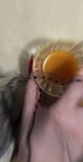 #الا_يازين_ياتل_قلبي_على_خلي 