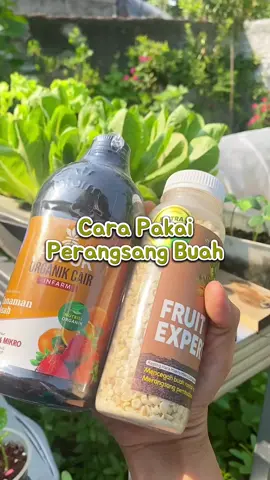 Cara pemakaian di jeda lebih aman #perangsangbuah #pelebatbuah #paketberbuahlebat #paketberbuahlebatinfarm #pupukbuah 