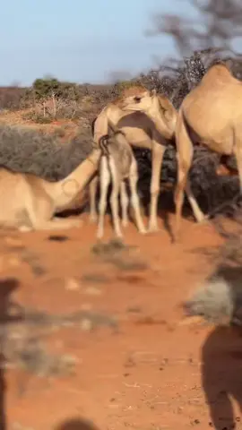 markuu geelu abudkii