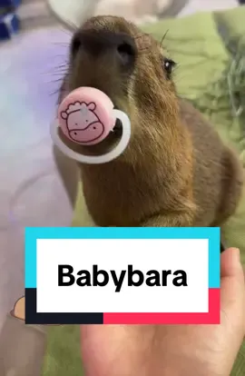 Babybara is so cute. My heart melted 😍💕🥰🥹🫠 #capybara #capybaratiktok #capy #wildlife #fyp #animallover #pet #PetsOfTikTok #animals #funny #fun #humor #petlover #foryou #zoo #chill #capyfun #babybara #babytok #babylove