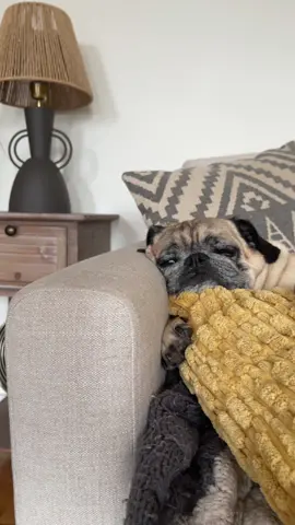 🫠x100 today for mr. milton (also 🫠x100 for me after attempting and failing multiple time to stop the audio from blowing out but I lost that battle) anyway he’s adorable