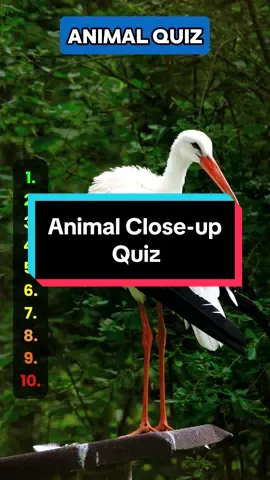 Guess these animals by a close-up image #quiz #quiztime #quizchallenge #trivia #animals 