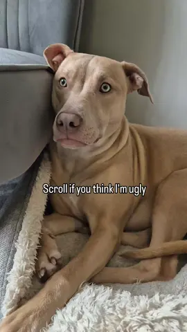 Do you? 🥺 #reels #instagood #dog #Love #friends #fyp 