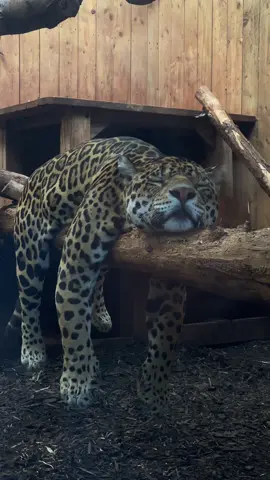 this jaguar was so pretty 🐆 #jaguar #leopard #cheetah #leopardprint 