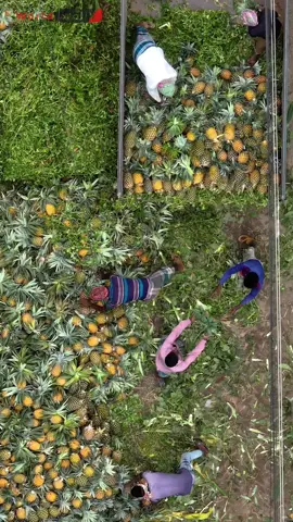 Pineapple : From Farm to Market in Asia #Pineapple #Harvest #Asia #Labor #Sorting #Transport #FarmToMarket #Agriculture #Produce #Trucking #Market #Farming #FarmLife #Tropical #HardWork #SupplyChain #Farmers #Delicious #Major #Fresh #trending #foryou 