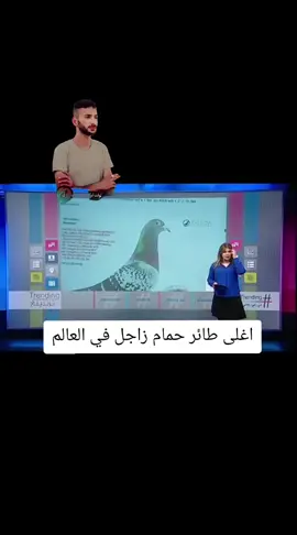 #لوفت_ابراهيم_اسماعيل #شعب_الصيني_ماله_حل😂😂 #الزاجل_عشق_لاينتهي❤️🕊️؛ #زاجل #سباق #زاخو #تلعفر #زاجل_سباق #😈 #😈✌️ #زواجل_الموصل✌ #بلجيكا 