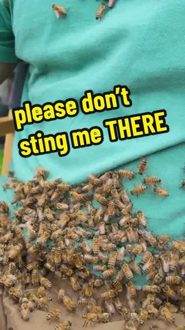 A few stings to the arm or even the face is one thing… but a sting THERE?! No thank you… 🐝😟 Watch our new episode (🔗 in bio) to see this WILD 10,000 bee challenge! #coyotepeterson #bravewilderness #bee #sting 