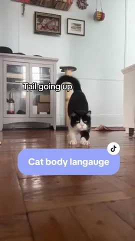 Let’s talk about cats’ body language #creatorsearchinsights 