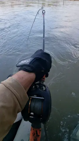 #fishing #pesca #wędkarstwo #catfish #siluro #sum #monsterfishing #spinfishing #riverfishing #predatorfishing #sport #deporte 