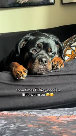 HE’S SO CUTE 🤣😭 #rottweiler #rottweilersoftiktok #PetsOfTikTok #rottiesoftiktok #rottie 