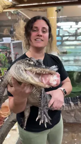 GATOR VACUUM 🤣🐊 this little dude has so much fun during lunch and snacktime! We love to keep the feeding process high energy so they feel accomplished and enjoy their food more! It’s also good for exercise and mental development 😮 • • • • • #wow #wild #awesome #cool #woah #animals #animal #cuteanimal #cute #gator #babyanimals #babygator #food #lunch #animallovers #tik #tok #tiktok #tiktokanimals 