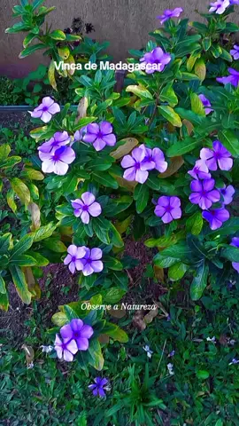 Vinca-de-Madagascar  conhecida também como, Boa Noite, Bom dia, Maria- sem- vergonha e outros nomes populares. #planta #flores #obesrveanatureza #jardim 
