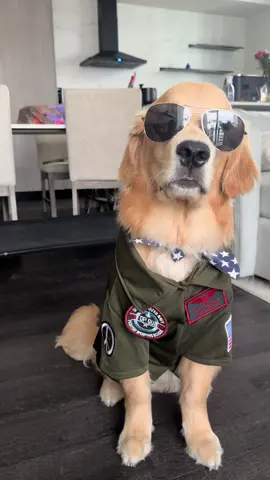 I mean… 😏 #dogsoftiktok #dogsoftiktokviral #goldenretriever #goldenpuppy #puppy #halloween 